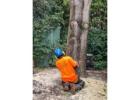 Tree Removal Services in Palm Beach