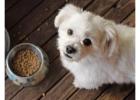 Pet Supplies | Dingos Natural Pet Food and Spa