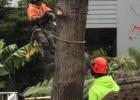 Tree Lopping Mona Vale