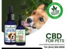 Soothe Your Pet Naturally with CBD for Pets: Comfort in Every Treat!