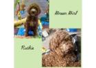 Bring Home a Non-Shedding Labradoodle Puppy Today!