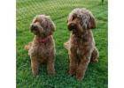 Ethically Bred DNA Tested Labradoodles for Loving Homes