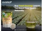 Buy Fresh Soursop Leaves Tea - Boost Your Health Naturally