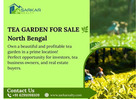 Tea Garden for Sale – Profitable Investment Opportunity