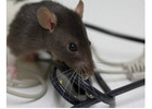 Professional Rat Control Solutions for Homes and Businesses