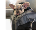 Premium Französische Bulldoggen – Seriös & Verantwortungsvoll!
