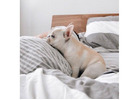 Premium Zucht – Reinrassige Französische Bulldoggen mit Garantie!