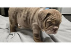 Premium Englische Bulldoggen – Seriös, Verantwortungsvoll & Erfahren!