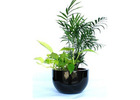 Office Plants for Hire – Transform Your Workspace Today