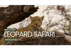 Leopard Safari in Jaipur: A Thrilling Wildlife Experience