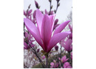 Jane Magnolia Tree | Delivery, Planting & 1-Year Warranty