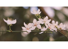 Pregnancy Loss Counsellor Sydney