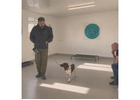 Comprehensive Dog Behaviour Consultation in North Wales