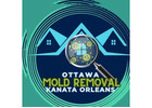Expert Mold Removal & Mold Testing Services in Ottawa