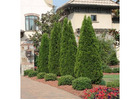 Tree Planting | Trees for Sale | Buy Direct from Farm with Delivery
