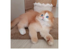 Scottish Fold Kätzchen zu verkaufen – Einzigartig mit Knopfohren