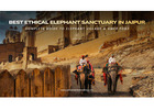 Explore the Elephant Sanctuary Ethically in Jaipur