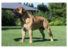 "Tired of Your Dog Destroying Toys?" Beef Knuckle Bones!