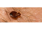 Bed Bugs Vancouver