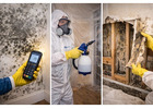 Professional Mold Removal in New Jersey Homes
