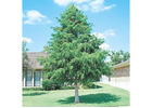 Bald Cypress Tree | Buy Online with Free Delivery & Planting