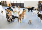 Animal Day Care Lents