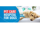 Dog Cataract Surgery and Veterinary Eye Care for Better Vision