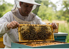 How to Choose a Bristol Pest Controller