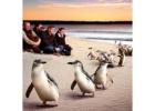 Book Your Phillip Island Penguin Parade Experience Today