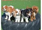 Pet Resort Home - Doggie Dude Ranch and the O'Cat Corral