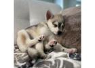 Buy alaskan klee kai