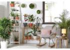 Buy the Best Indoor Plants in Melbourne