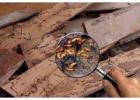 Protect Your Home with Professional Termite Inspection Services!