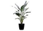 Enhance Your Workspace with Office Plant Hire Services