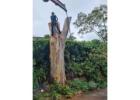 Tree Removal Services North Sydney