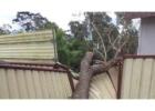 Tree Services Sydney