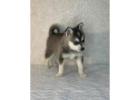 Alaskan klee kai breeder