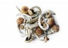 Discover the Magic of Cubensis Mushrooms