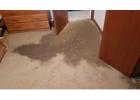 Quick Carpet Drying Service You Can Trust