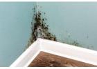 Mould Control Made Easy: United Environmental Consulting Inc.