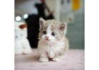 Munchkin cat for sale