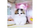 Munchkin cat for sale -FL